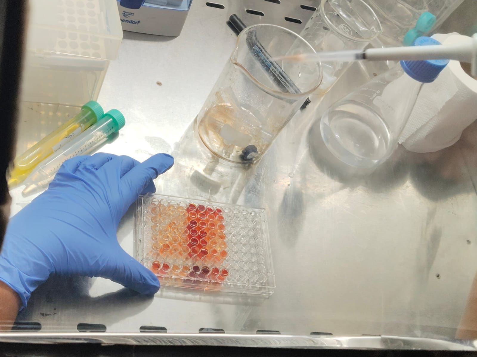 Animal Cell Culture Laboratory