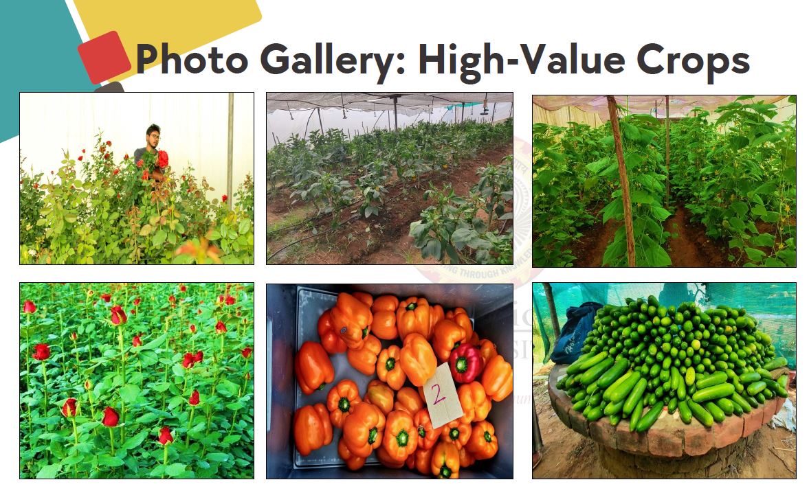 Farm Activity