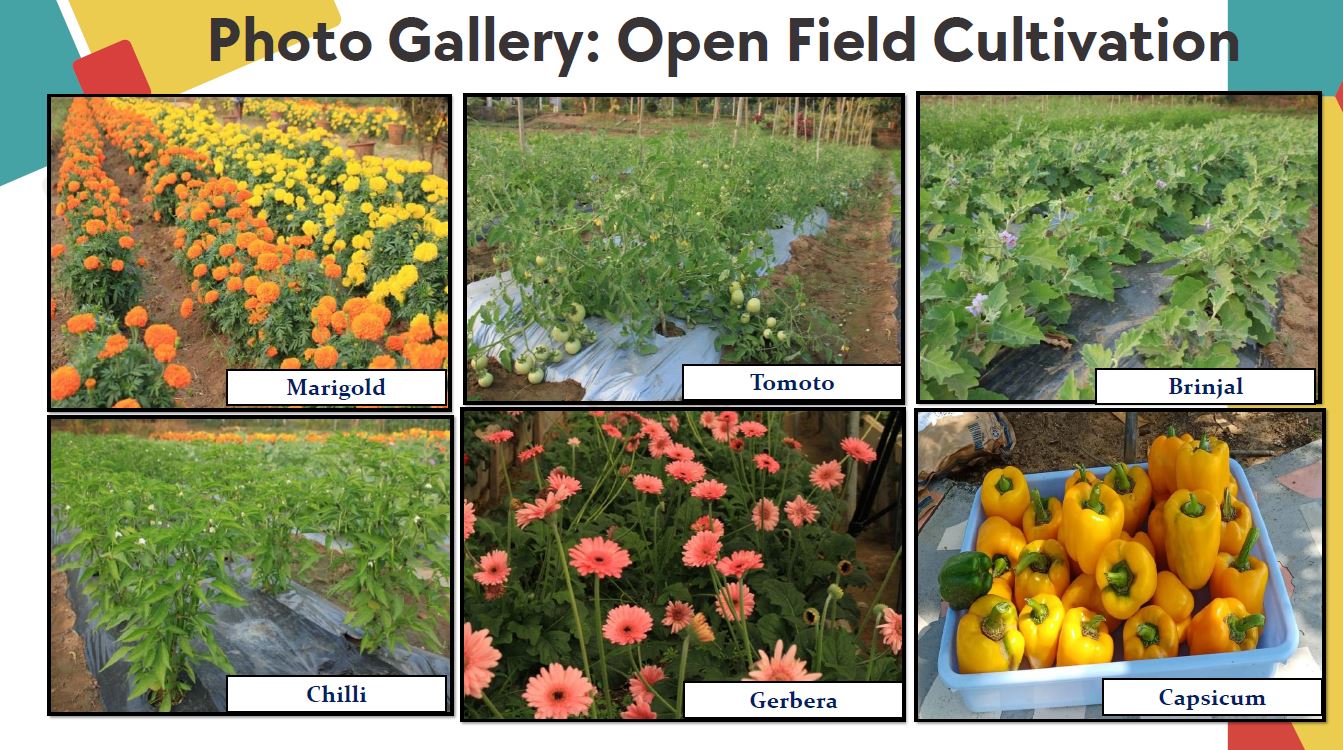 Field Work
