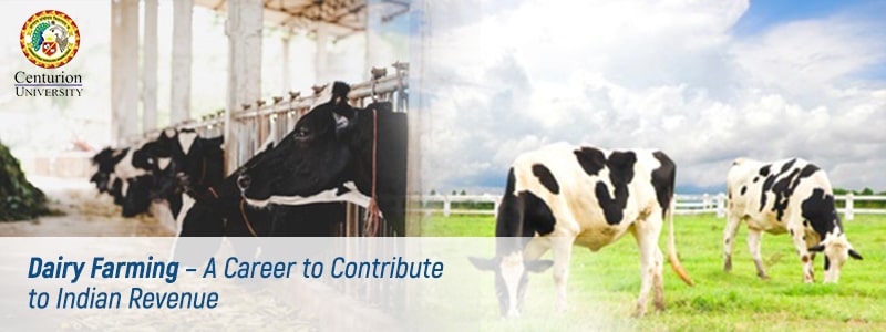 Dairy Farming – A Career to Contribute to Indian Revenue
